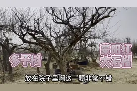 北方庭院最适合种的“镇宅多子树”、种上一棵好看上档次，还旺财视频封面