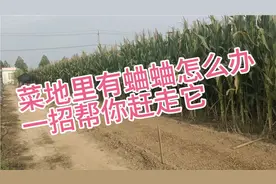 菜地里有蛐蛐怎么办，一招帮你赶走它