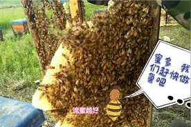 黄芪大开花   流蜜量大   蜜蜂疯狂做巢  琳姐查看黄芪基地