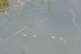 是谁发明的七星漂朝天钩，重草区慢慢顶漂，提竿就是鲫鱼视频封面