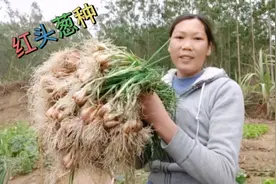 香葱可以自己留种，去年种的香葱可以拨了，小清教你留葱种