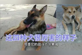 小偷最怕的4种犬 看家护院十分靠谱 看看有你家狗吗？