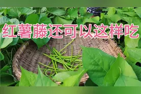 我妈栽来喂猪的红薯藤，被我弄来这样吃，多种吃法，吃了还想吃