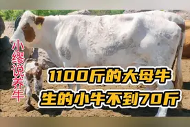 1100斤的大母牛，生的小牛不到70斤，原因到底出在哪？