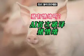 猪有情绪吗？AI首次破译猪情绪视频封面