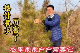 冬季“松针煮水”厉害了，解决不少家庭烦恼，看完才知松针好处