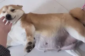 怀孕58天的柴犬，肚子大的都能摸到胎动了，猜猜能生几只？