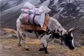 王相军拍下的，盗矿牦牛队伍！视频封面