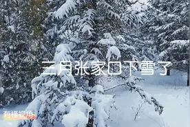 三月张家口下雪了视频封面