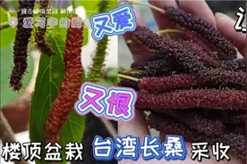 楼顶盆栽桑树-台湾长桑采摘，桑椹香甜无比，却让我又爱又恨