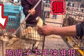 狗贩子下手快准狠，再凶猛的狗狗遇到，也会吓得屁滚尿流视频封面