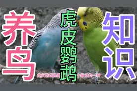 养鸟知识。虎皮鹦鹉。活泼可爱，新手都可以养。很好养。视频封面