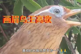 极品画眉鸟王高歌，声音洪亮还悦耳动听视频封面