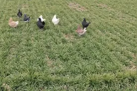 自家养殖大体不会飞的元宝鸽