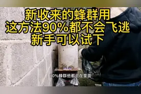 刚收蜂群回来，小陆用这方法90%都不会不逃，新手可以试试哦