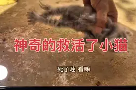 小猫已经停止呼吸，四肢僵硬，看看男神如何救活了小猫咪的！
