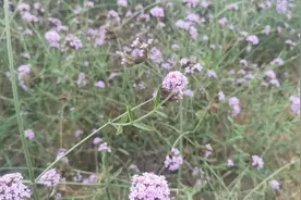 苏州终于告别了40°高温天儿，迎来了28°！好舒服～