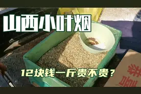 山西农村老人们喜欢吸的小叶烟，12块钱一斤贵吗？视频封面
