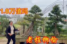 实拍山东泰安风景树批发基地，大姐急需处理2棵榔榆树，18000值吗视频封面