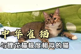 与狸花猫极度相似的猫：中华雀猫（麻猫）视频封面
