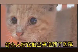 救助双腿被认为折断的小猫、最后一名女子收养了断腿小猫细心照顾视频封面
