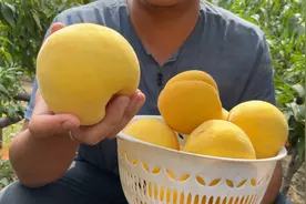 九月采摘的“黄金脆黄桃”覆盖整个九月份，让你吃上一个月桃子视频封面