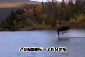 驼鹿水上漂与人类轻功视频封面