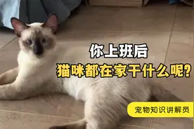 你上班后，猫咪在家都干什么呢？