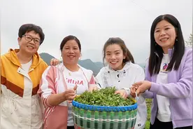 全家出动去田里摘鼠曲草，一口气做300个清明粿，这种做法太绝了