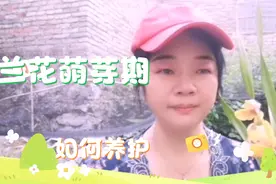 生根粉怎么使用？兰花萌芽期间促进发芽及管理方法视频封面