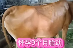 怀孕9个月的母牛，胎儿在肚子里动得很厉害！是快生了吗？视频封面