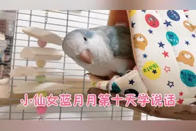 小仙女蓝月月第十天学说话！开口学了！