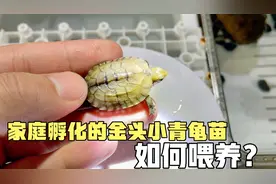 两百元网购龟蛋孵化出小龟啦，第一次下水要怎么喂养？保姆级攻略