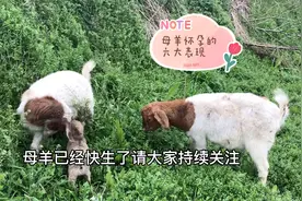 怎样判断母羊是否怀孕呢？六大表现少不了！视频封面