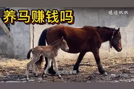 养马不用买饲料，卖成年马年收入20万轻松，干得好30万到手。视频封面