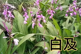 在野外生长的白及，是药食两用，吃了它还美容养颜。