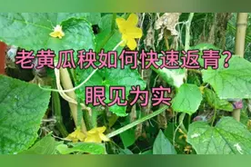 秋后枯萎的黄瓜秧子别拔掉，学会这招可快速返青，黄瓜结的吃不完