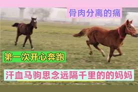 小马离开了妈妈，从此只能与孤独做伴，女主人却给了它温暖视频封面