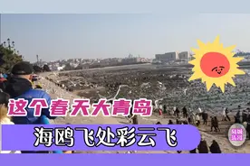 数万只海鸥不远万里飞来青岛，全国各地的游客纷纷前来前海打卡
