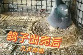 小鸽子出壳后多久睁眼，不少新手和老司机都不清楚，一起科普知识