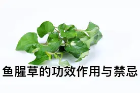 鱼腥草的功效作用与禁忌