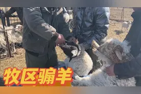 牧区阉割羊羔有啥技巧？牧民经验丰富速度快，几百只羊耳朵打标记视频封面