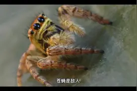 周公解梦之梦见苍蝇视频封面