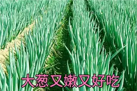 大葱根部撒一撒，大葱产量翻倍还不生病虫害，一年四季大葱吃不完