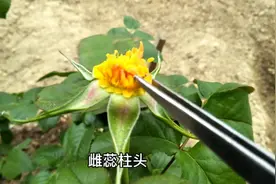 月季育种方法，人人都可做，创造新品种就是这么简单视频封面