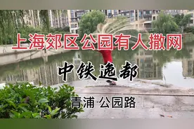 上海郊区公园有人撒网4米大网看看能捕到鱼吗视频封面