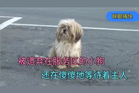 忠诚与母爱：小狗被遗弃5个月，还在等待主人，独自养育着4只小狗视频封面