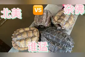 普通鳄鱼龟被抄火的原因竟然是你！千万不要区分北美杂佛鳄龟？