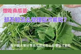 南瓜苗营养丰富很多人都想吃，但是却不知道要怎么处理后才能吃