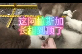 颜值到顶的阿拉斯加视频封面